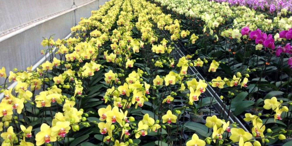 Chăm Sóc Lan Hồ Điệp Nở Hoa Đúng Tết