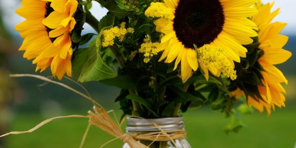 Ý Nghĩa Của Hoa Hướng Dương Trong Tình yêu