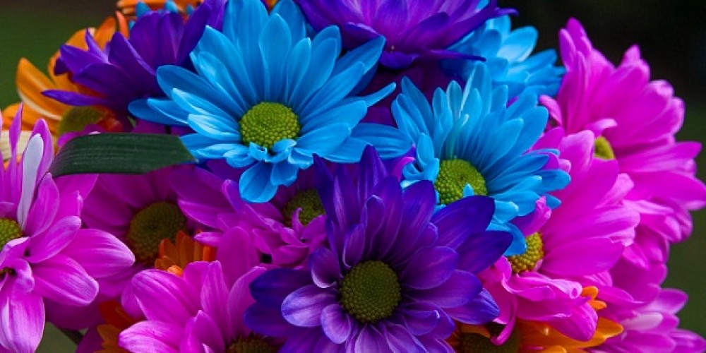 Ý Nghĩa Của Hoa Cúc