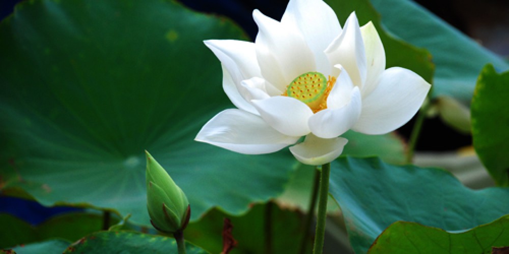 Nguồn Gốc Hoa Sen