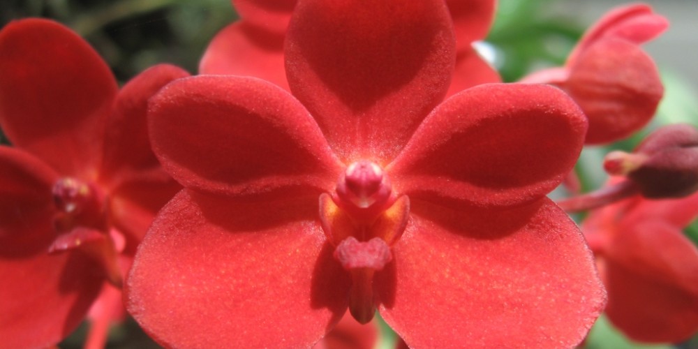 Ý Nghĩa Của Hoa Lan