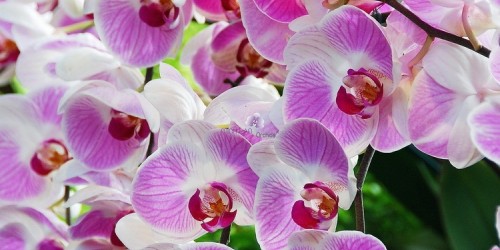 Kỹ thuật chăm sóc hoa lan hồ điệp trong chậu