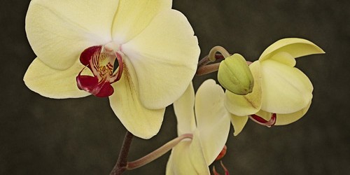 Vì sao lá Lan Hồ Điệp bị hư