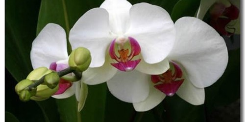 Lan Hồ Điệp có ý nghĩa phong thủy