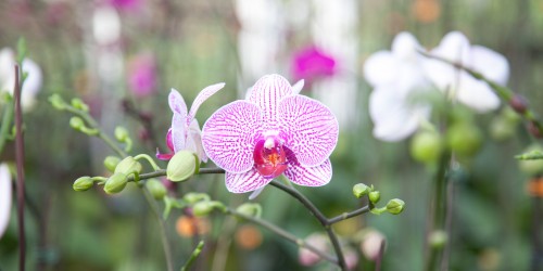 Những điều cần biết khi trồng lan hồ điệp trong gia đình