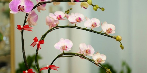 Nguồn gốc Lan Hồ Điệp