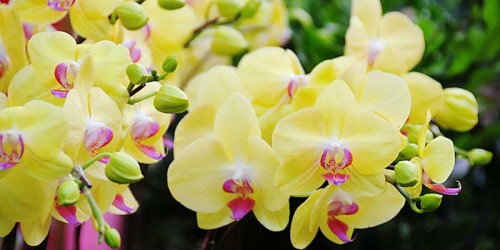 Tìm Hiểu Về Lan Hồ Điệp