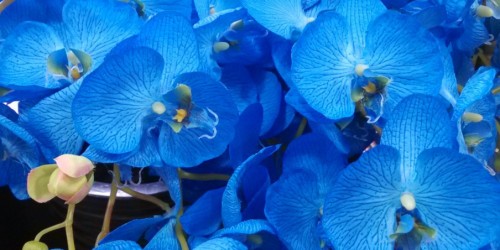 Màu sắc của Hoa Lan Hồ Điệp có ý nghĩa gì?