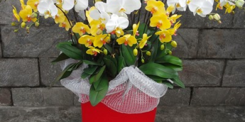 CÁCH CHỌN CHẬU LAN HỒ ĐIỆP ĐẸP CHƠI TẾT PHÙ HỢP