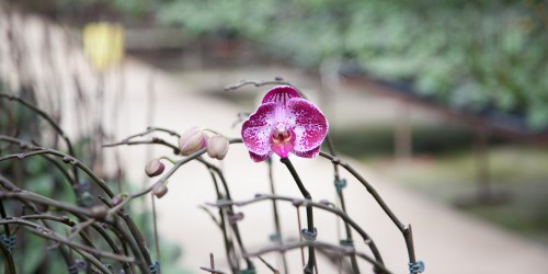 Chăm Sóc Lan Hồ Điệp Sau Khi Nở Hoa Tết