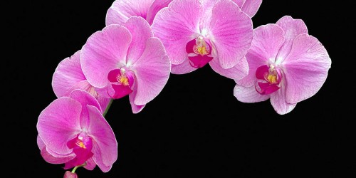 Vì Sao Lan Hồ Điệp không ra hoa?