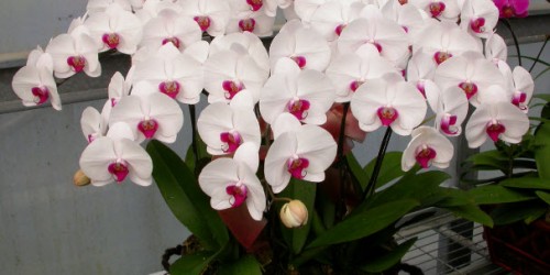 Xu Hướng Chơi Lan Hồ Điệp Vào Ngày Tết