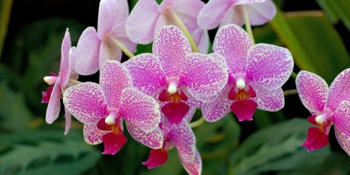 Vì sao lan hồ điệp chưng tết bị chết? Cách Khắc Phục và Chắm Sóc.