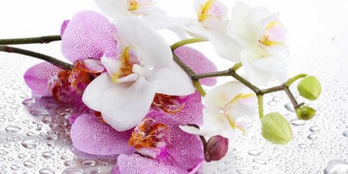 Những Hình Ảnh Đẹp Về Lan Hồ Điệp