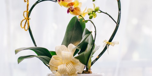 LAN HỒ ĐIỆP Ý NGHĨA TRONG NGÀY 8/3