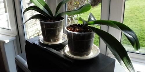 Nhìn lá, đoán bệnh lan hồ điệp