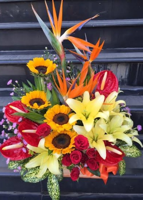 thiên điểu vươn vai