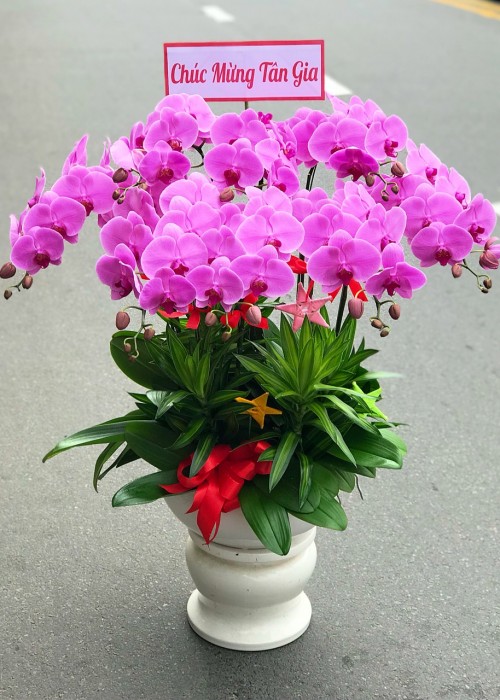 Lan hồ điệp hồng