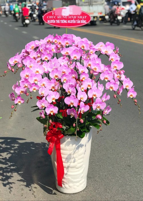 Chậu lan hồ điệp hồng