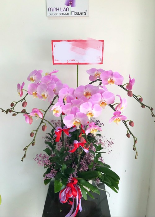 An Khang Thịnh Vượng