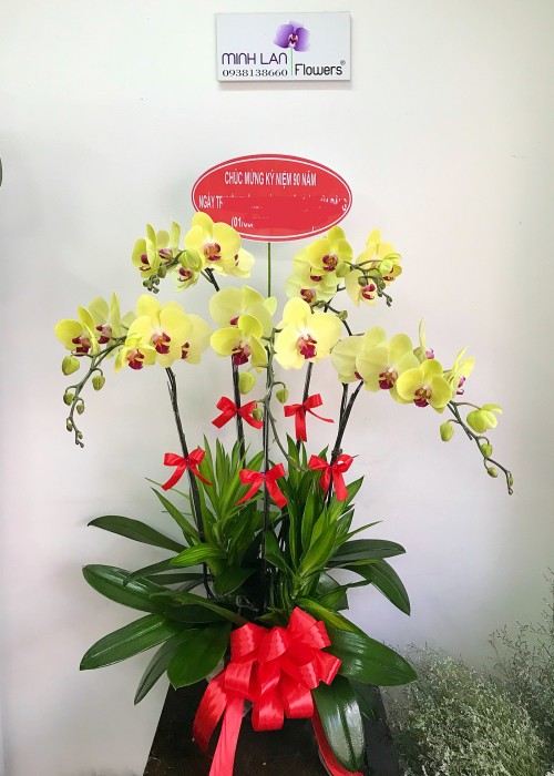 Lan hồ điệp vàng