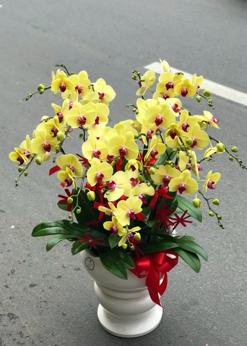 Chậu lan hồ điệp vàng