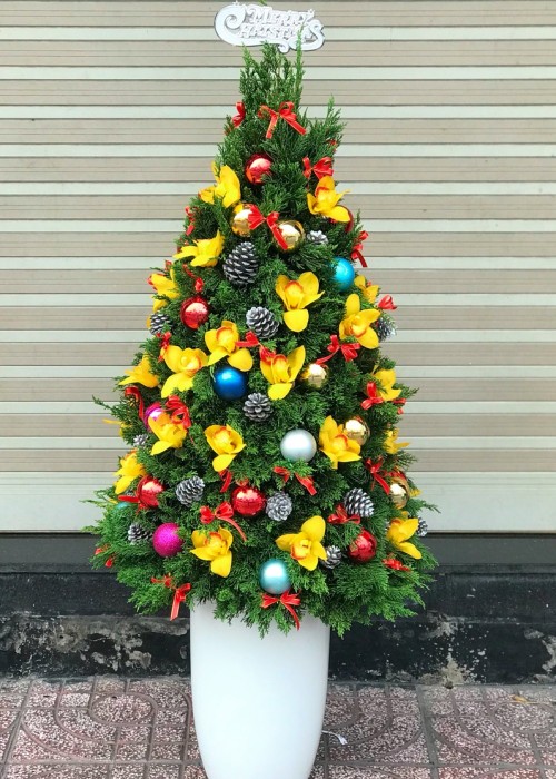 Chậu cây thông Noel lung linh