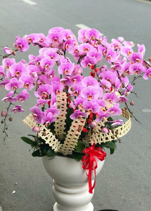 Lan hồ điệp hồng tím