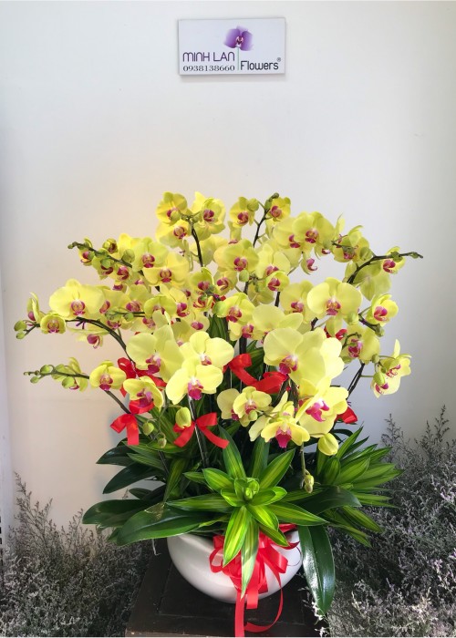 Lan hồ điệp cành đôi vàng