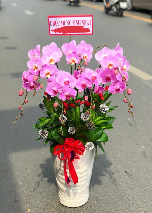 Chậu lan hồ điệp tím