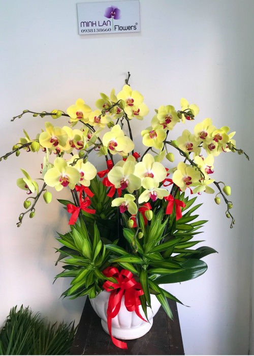 Chậu lan hồ điệp màu vàng