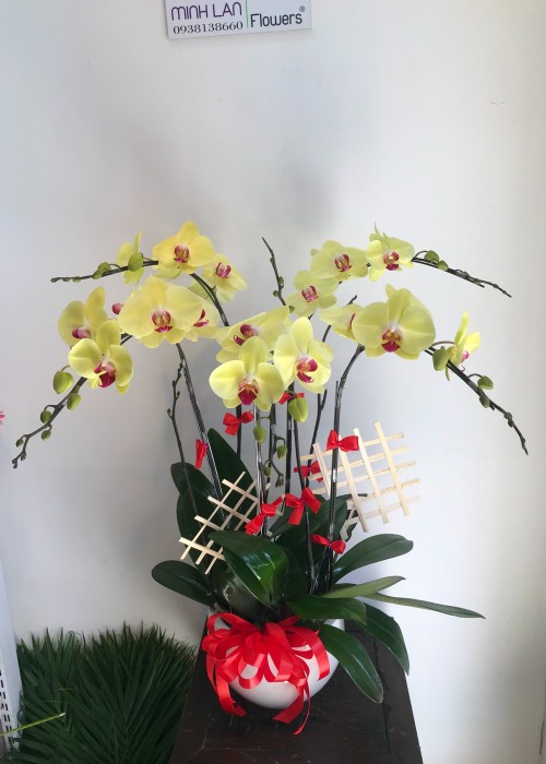 Chậu hoa lan hồ điệp vàng