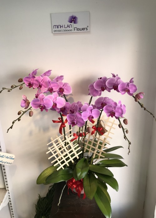 Chậu hoa lan hồ điệp tím