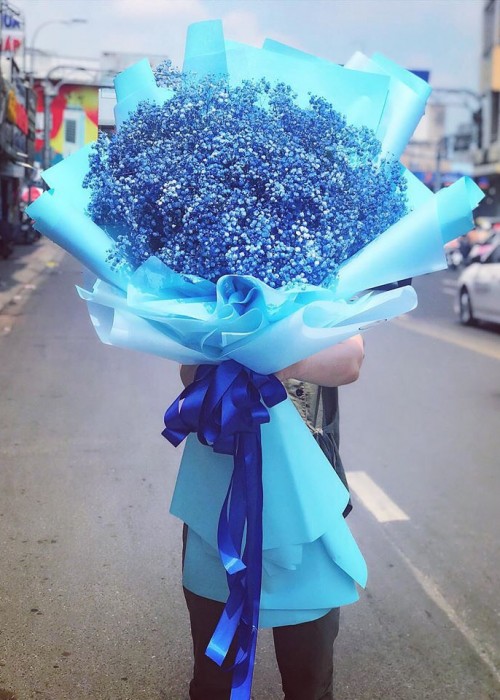 Bó Babi Hà Lan xanh blue