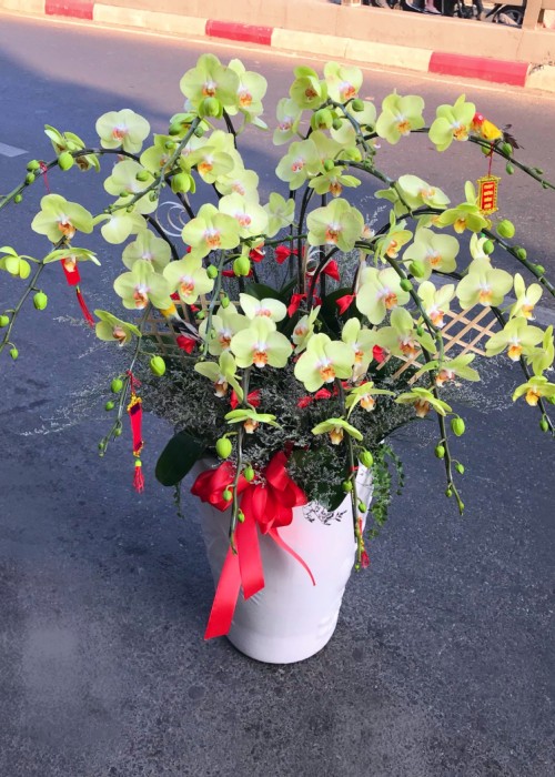 Chậu lan hồ điệp vàng xanh cốm