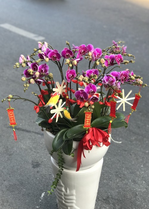 Chậu lan hồ điệp tím mini