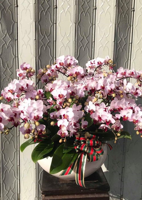 Chậu lan hồ điệp mini 001