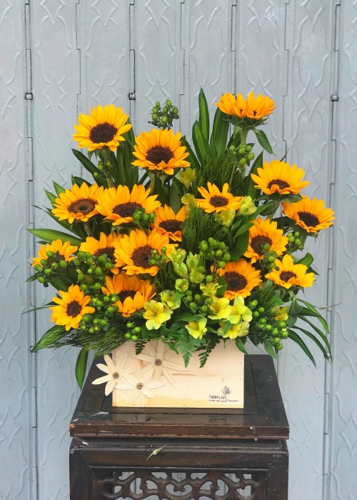 Chậu hoa hướng dương