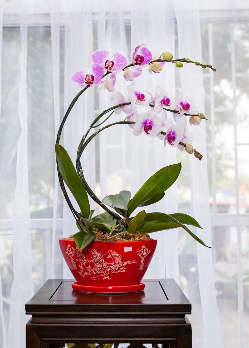 thuận buồm xuôi gió 