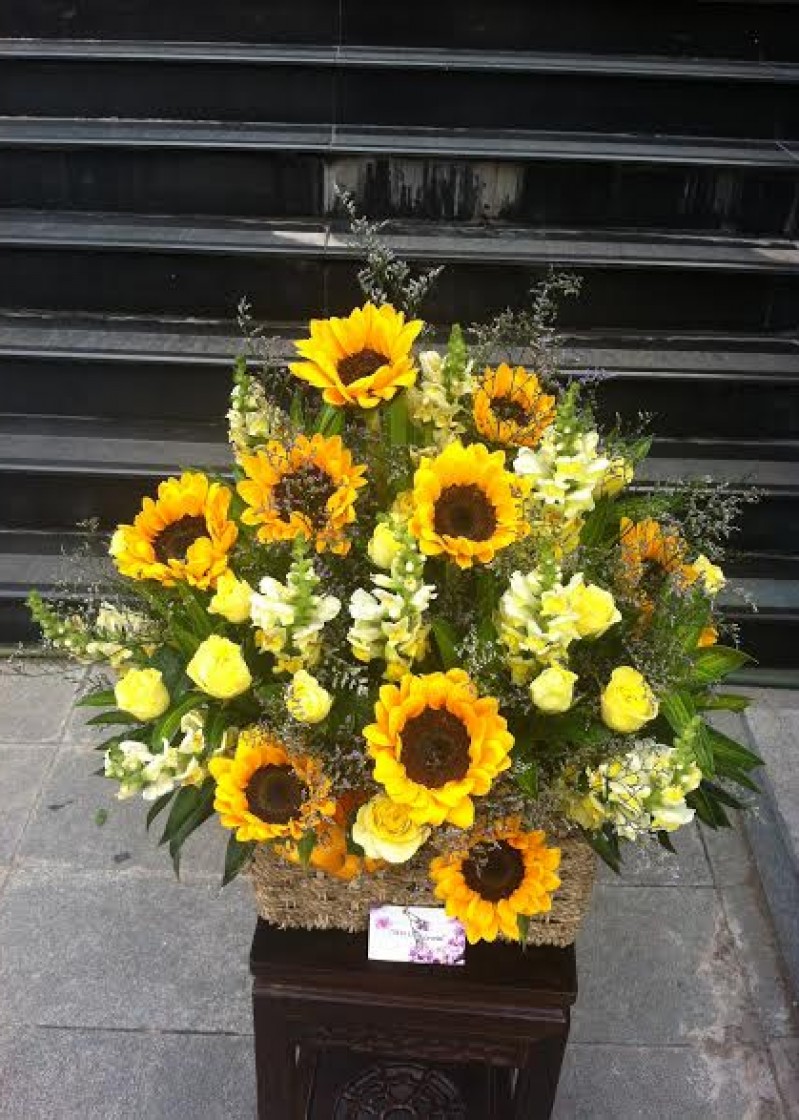 hướng dương vàng