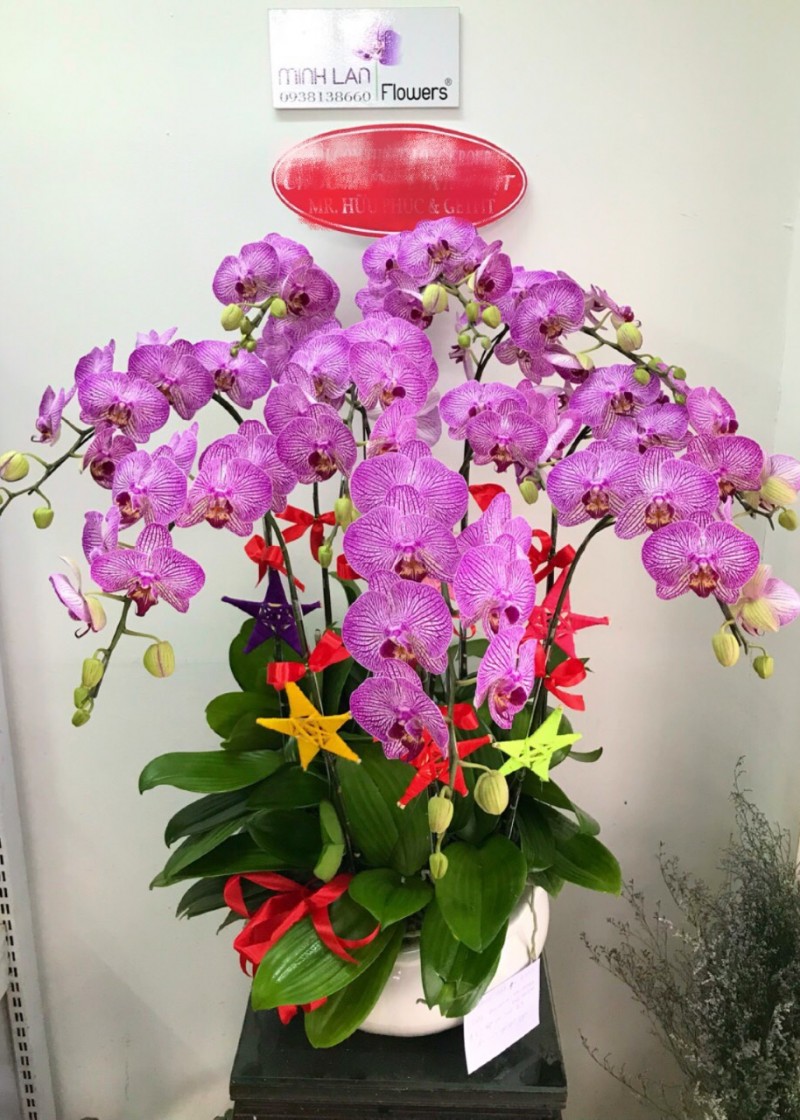 Lan Hồ Điệp Tím Sọc