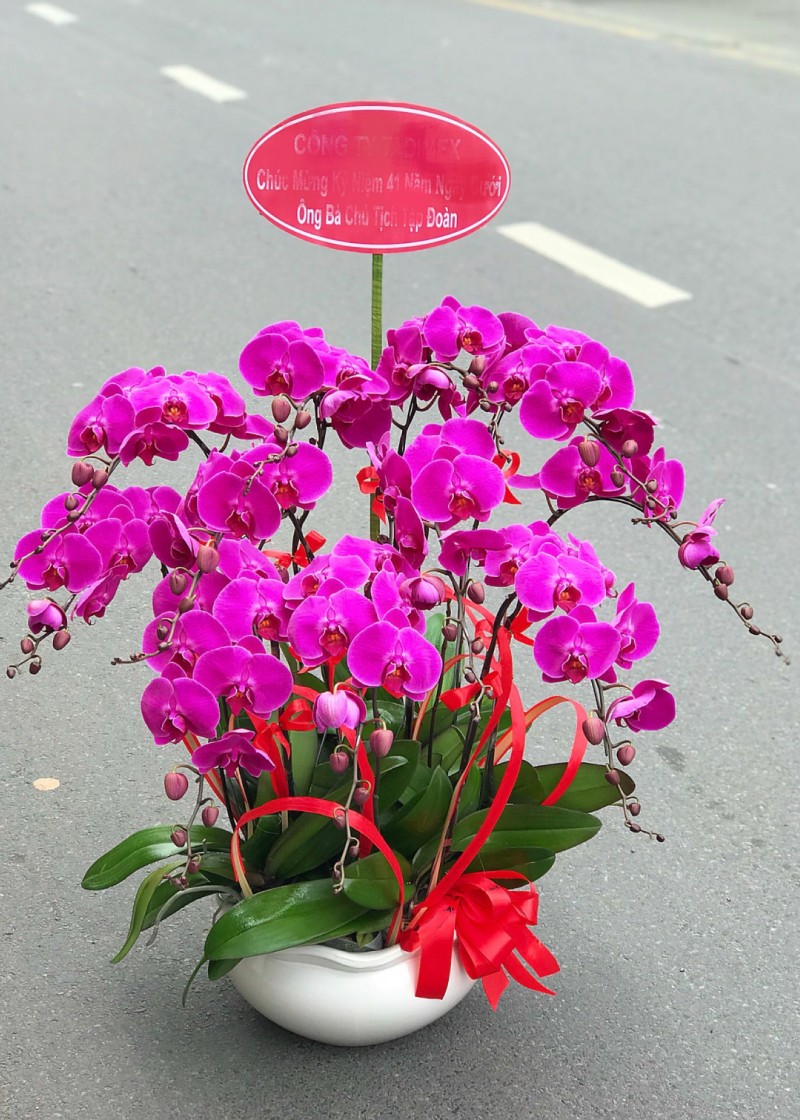 Lan Hồ Điệp Tím ớt