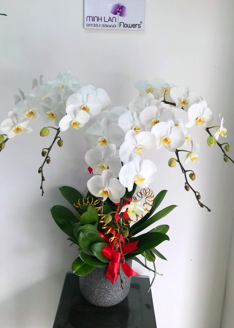 Chậu lan hồ điệp trắng