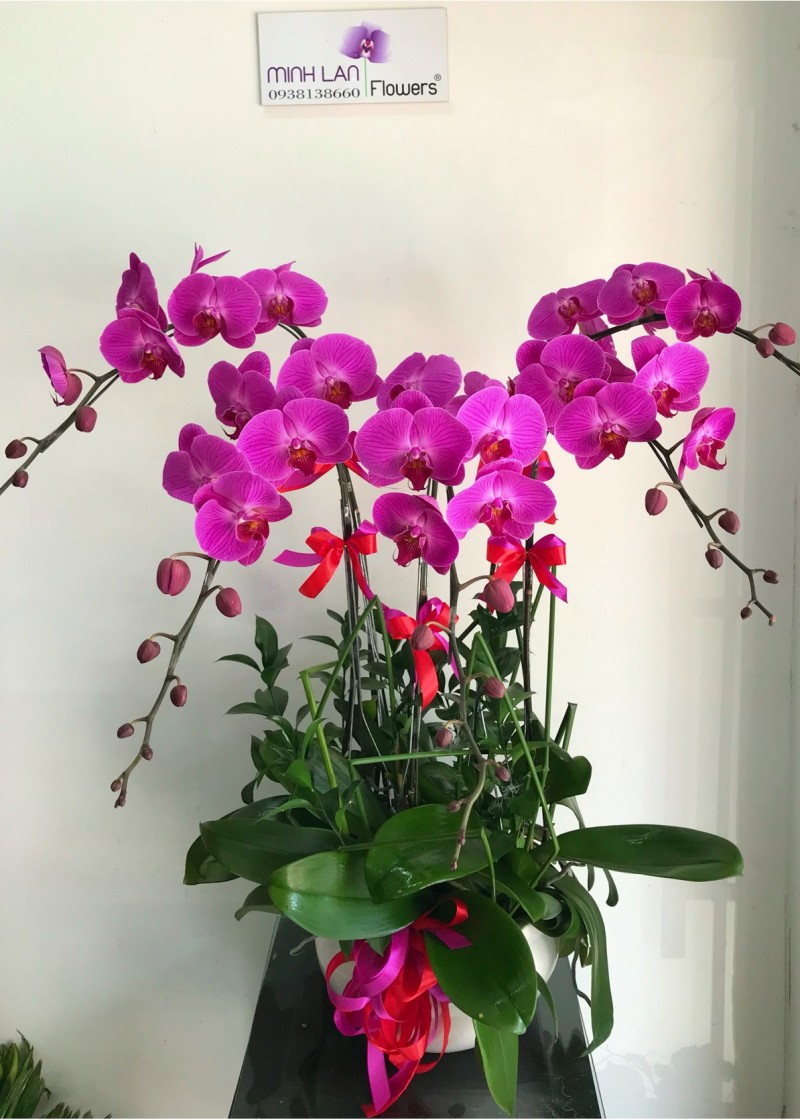 Chậu Lan Hồ Điệp Tím Ớt