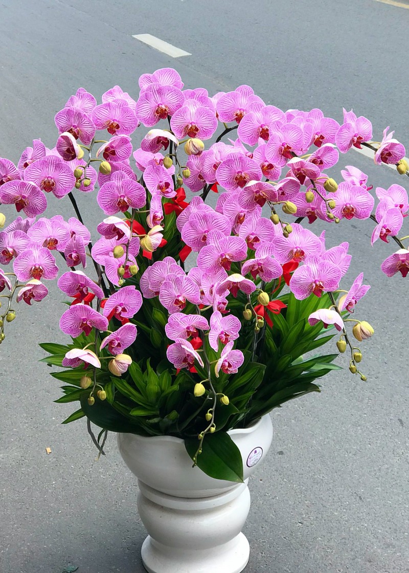 Chậu lan hồ điệp hồng sọc