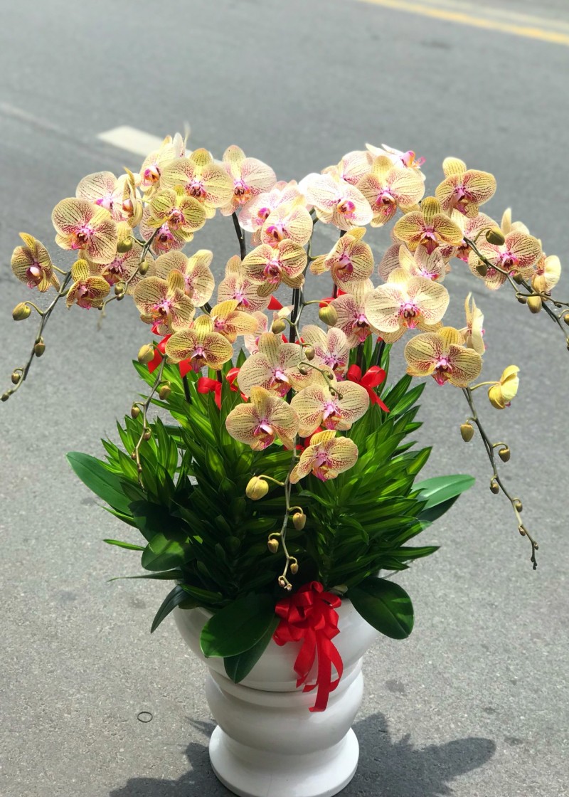 Chậu lan hồ điệp màu cam sọc