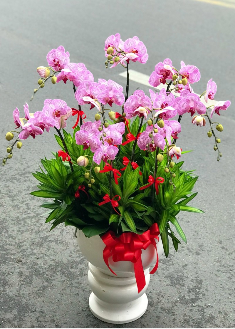 Lan hồ điệp màu hồng sọc