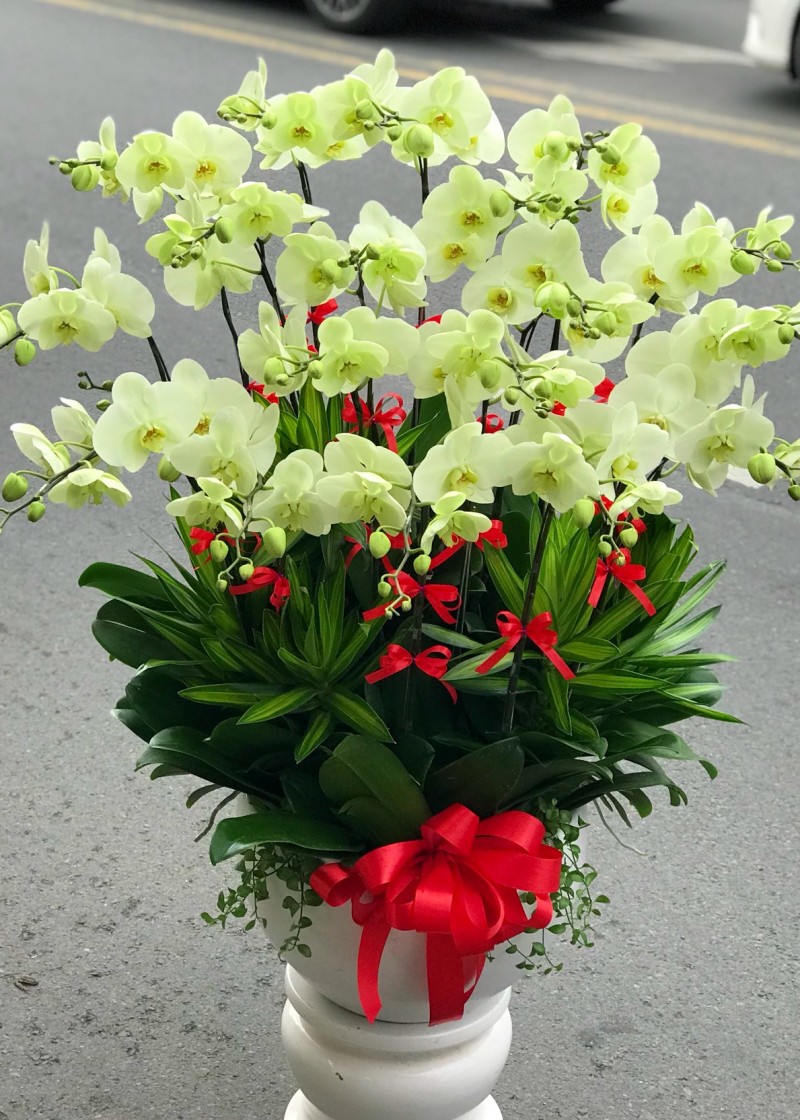 Lan hồ điệp màu xanh cốm