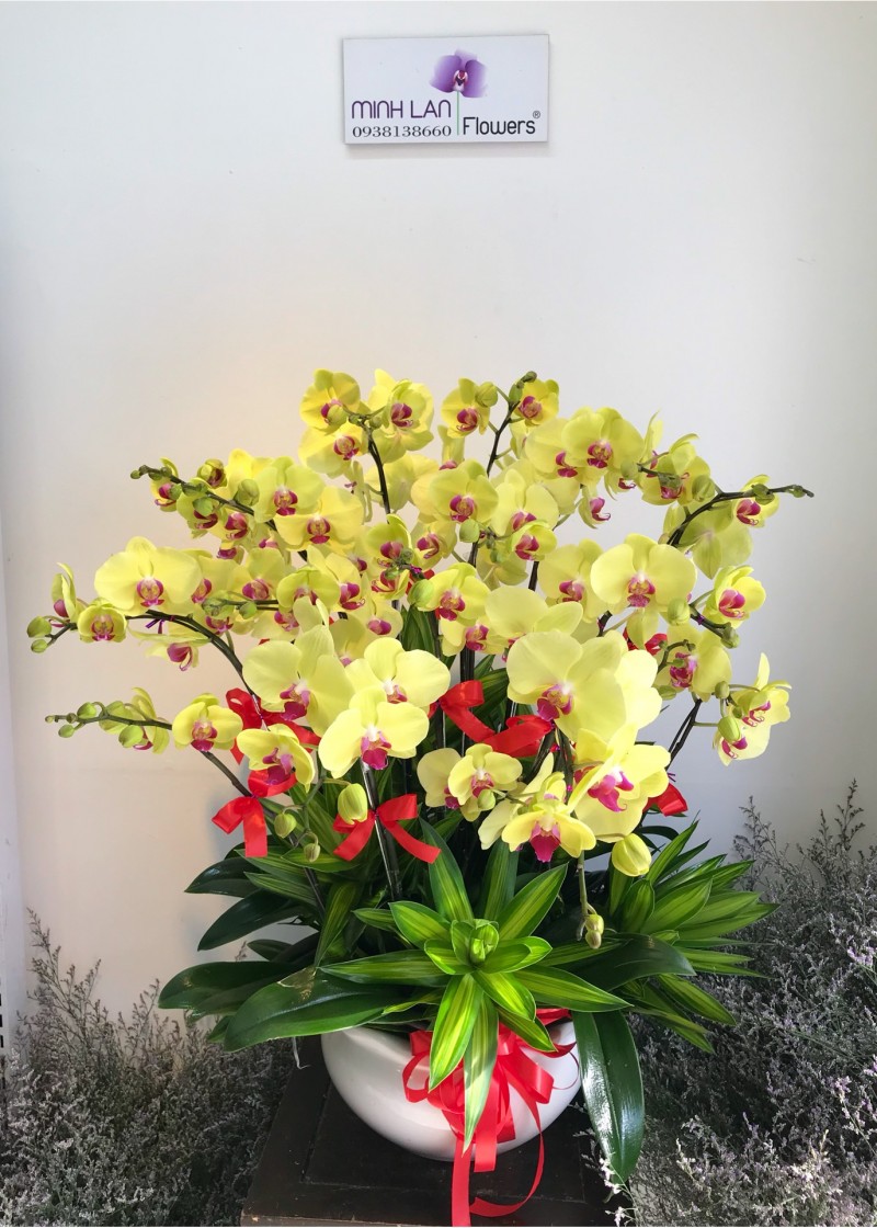 Lan hồ điệp cành đôi vàng