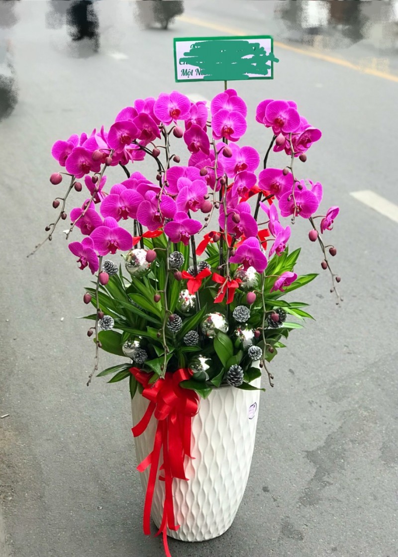 Chậu lan hồ điệp màu tím ớt